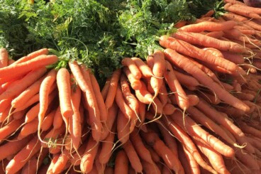 pile of fresh carrots