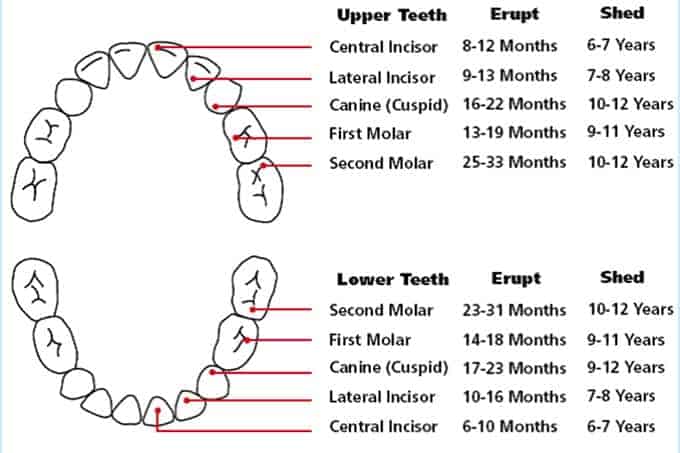 toddler-teething-chart