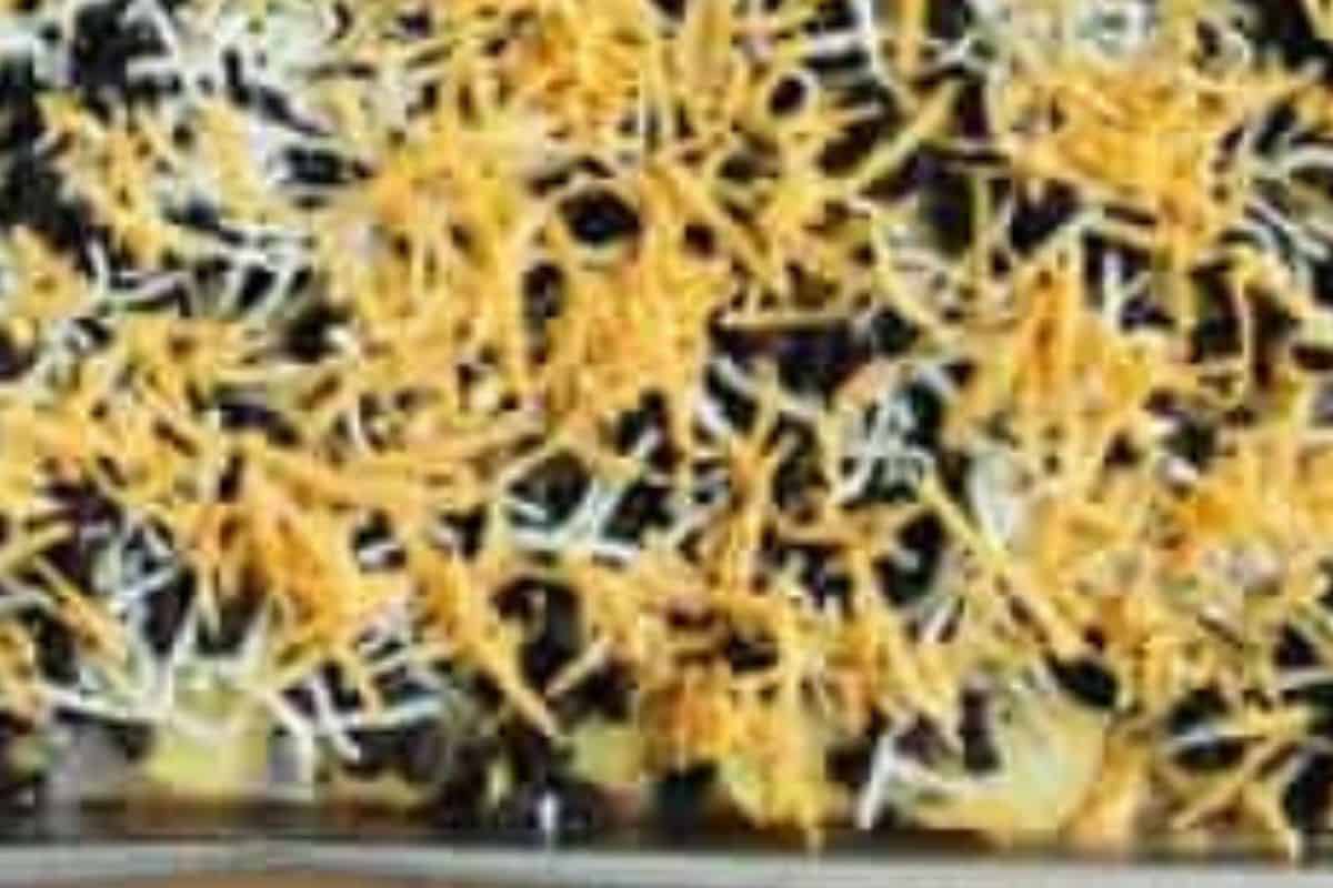 Baked nachos on sheet pan before baking.